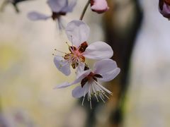 -桃花堤公园