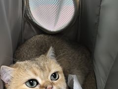 -纳吉亚猫专科动物医院博雅分院