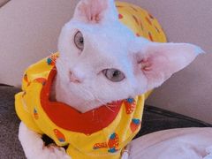 -猫腻·猫咖·撸猫馆(星光大道店)