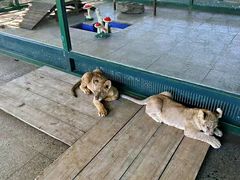 -西霞口神雕山野生动物世界
