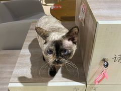 -藏猫猫咖啡主题馆(中央大道店)