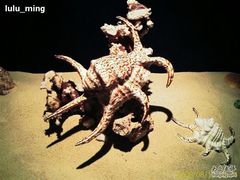 -亚龙湾中心广场·贝壳馆