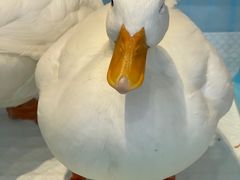 -怪兽屋·羊驼·猫咖·狗咖(俊华广场店)