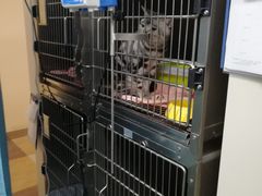 -奈斯宠物医院·核磁CT·异宠专科·内镜(中南店)