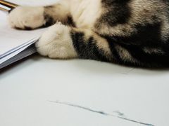 -lincat·猫舍(广州店)