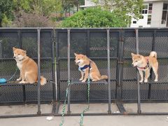 -栖露营camping·天幕烧烤·团建拓展·采摘营地