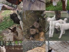 -呀路古热带植物园