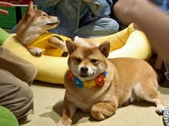 -逗柴咖啡屋·狗咖猫咖宠物桌游