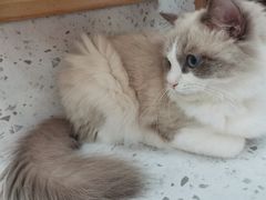 -喵园·猫主题咖啡厅·撸猫·猫咖(国贸店)