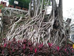 -胡里山炮台