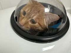 -瑞派·关忠动物医院·猫专科·犬专科(三环新城店)