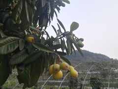 -红山村