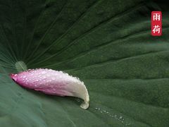 -陈家山荷花公园