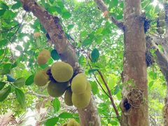 -中国科学院西双版纳热带植物园