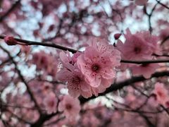 -白塘生态植物园