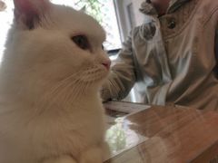 -MOYOYO猫咪咖啡店