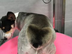 -宠福鑫康馨动物医院·骨科·眼科