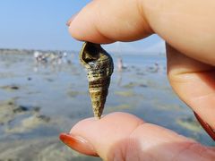 -北海金海湾红树林生态旅游区