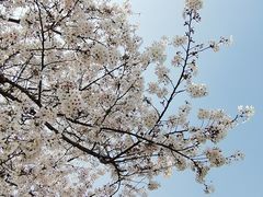 -高东镇樱花园