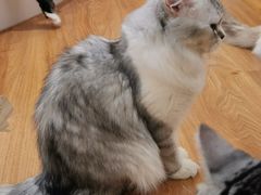 -COLOR PETS 撸猫馆·购猫·猫咖(长风大悦城店)