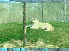 -北京野生动物园