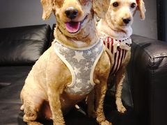 -百好乐宠物友好餐厅(朝外大街店)