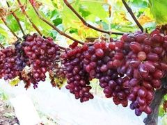 iphone_upload_pic-成都美盈都市现代农业示范园