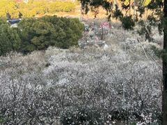 -香雪海