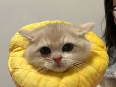 -喵zoo家庭繁育猫舍(尖东智能花园店)
