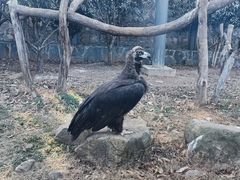 -上方山森林动物世界
