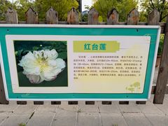 -莲花池公园