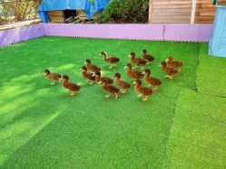 点击看大图 -萌宠亲子动物乐园(槐房万达店)