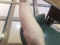 -猫色咖啡·猫咖
