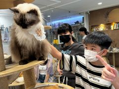 -楼上猫咖(罗湖店)