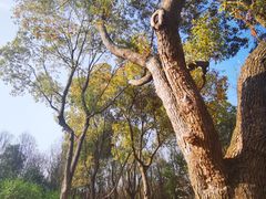 -昆山城市生态森林公园