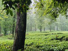 -野蔓果·山野菜(西湖景区·龙井茶田店)