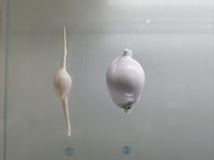 -青岛贝壳博物馆