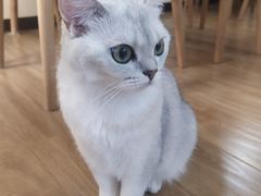 -滚猫咖啡·猫咖·猫友好撸猫(未来城店)