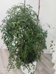 -HEYAN荷妍专业脱毛连锁机构