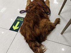 -美联众合动物医院·24h京西诊疗中心