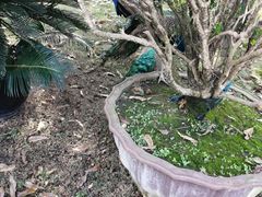 -南京枫彩漫城