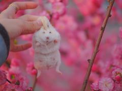 -钓仓鼠(洋桥北里小区店)