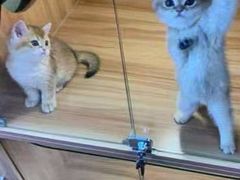 -猫十亿·布偶金渐层·曼基康矮脚猫舍(青年路店)