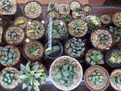 -双季花艺园艺市场(浦东店)