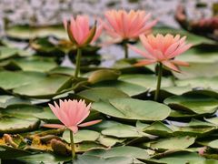 -白鹭湾湿地公园