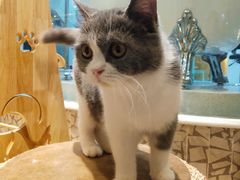 -momokira米努特·德文卷毛猫·棉花面纱犬