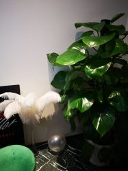 -INNEREAL英妮芮医疗美容