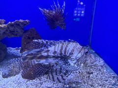 -洛阳龙门海洋馆