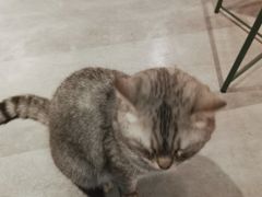 -猫儿山۰猫主题餐厅