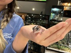 -酷以爬仙阁实体爬宠店·守宫·蜥蜴·专业繁育